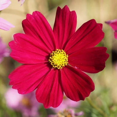 Krásenka zpeřená Cosmini Red - Cosmos bipinnatus - semena - 20 ks