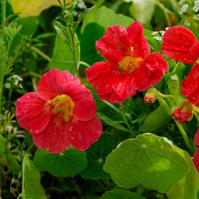 Lichořeřišnice menší Whirlybird Rose - Kapucínka - Tropaeolum minus - semena - 10 ks