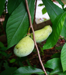 Indiánský banán - Asimina triloba - semena - 4 ks