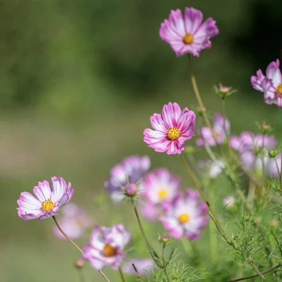 Krásenka zpeřená Cosmira Bicolor - Cosmos bipinnatus - semena - 20 ks