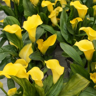 Kala Florex Gold - Zantedeschia - cibuloviny - 1 ks