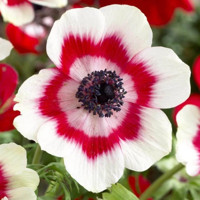 Sasanka Bicolor - Anemone - cibuloviny - 3 ks