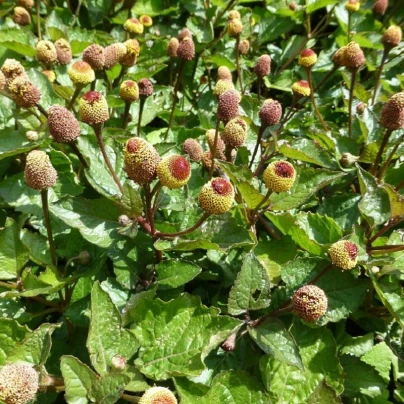 Plamatka zelná - Spilanthes oleracea - semena - 80 ks