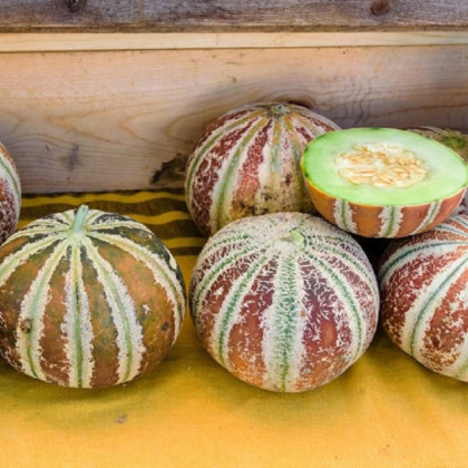 Meloun cukrový Kajari - Cucumis melo - semena - 6 ks