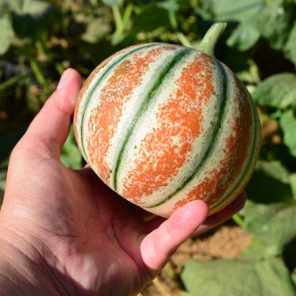 Meloun cukrový Kajari - Cucumis melo - semena - 6 ks