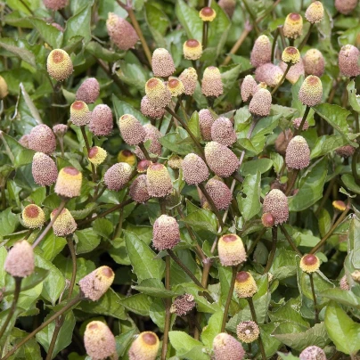 Plamatka zelná - Spilanthes oleracea - semena - 80 ks