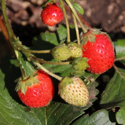 Jahodník stáleplodící Elan F1 - Fragaria ananassa - semena - 10 ks