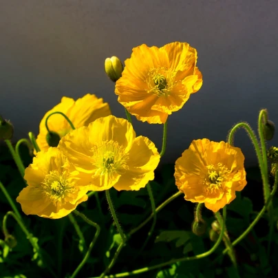 Mák Champagne Bubbles Yellow - Papaver nudicaule - semena - 20 ks