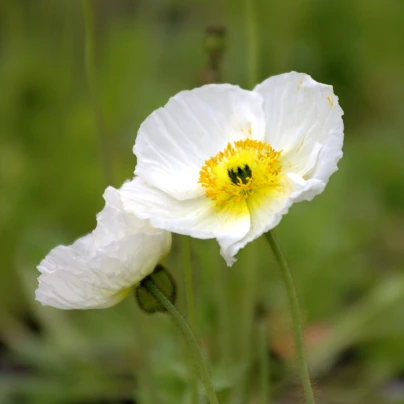 Mák Champagne Bubbles White - Papaver nudicaule - semena - 20 ks