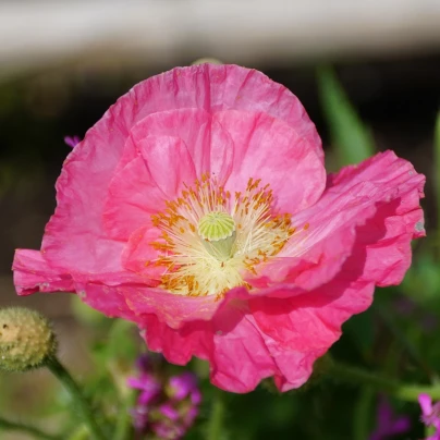 Mák Champagne Bubbles Pink - Papaver nudicaule - semena - 20 ks