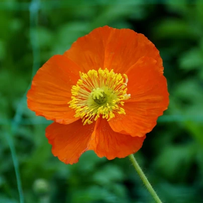 Mák Champagne Bubbles Orange - Papaver nudicaule - semena - 20 ks