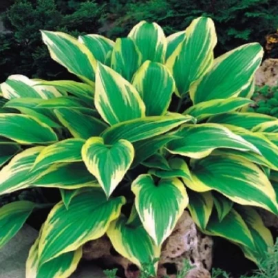 Funkie - Bohyška - Hosta Aureomarginata - cibuloviny - 1 ks