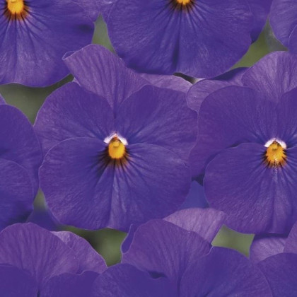 Violka Twix F1 Blue with Eye - Viola cornuta - semena - 20 ks