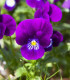 Violka Twix F1 Violet Flare - Viola cornuta - semena - 20 ks