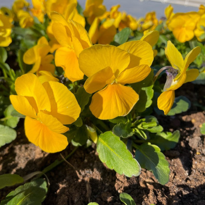 Violka Twix F1 Yellow - Viola cornuta - semena - 20 ks
