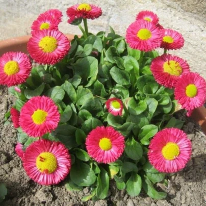 Sedmikráska Speedstar Plus Rose - Bellis perennis - semena - 40 ks