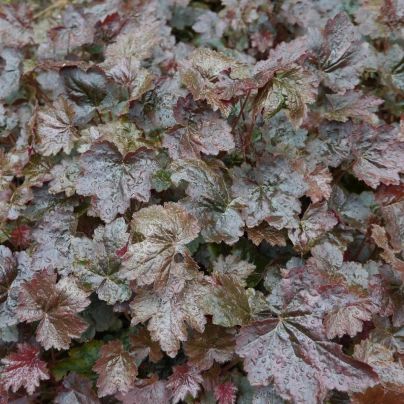 Dlužicha Palace Purple - Heuchera - semena - 20 ks