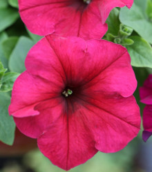 Petúnie Cascadini F1 Rose - Petunia x atkinsiana - semena - 15 ks