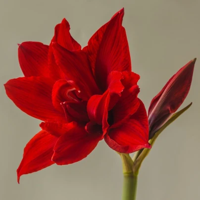 Hvězdník plnokvětý Amarantia - Hippeastrum - cibuloviny - 1 ks