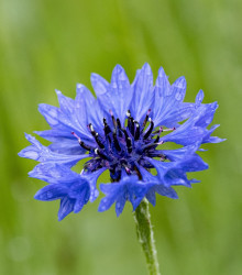BIO Chrpa modrá - Centaurea cyanus - semena - 30 ks
