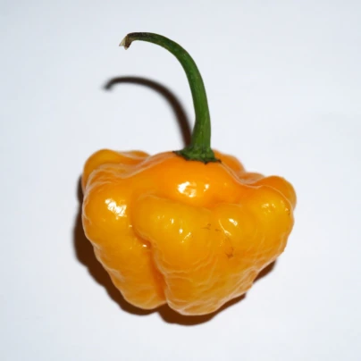 Chilli Mushroom žluté - Capsicum annuum - semena - 6 ks