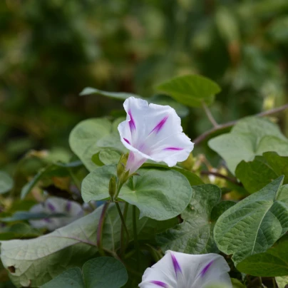 Povíjnice nachová Milky Way - Ipomoea purpurea - semena - 25 ks