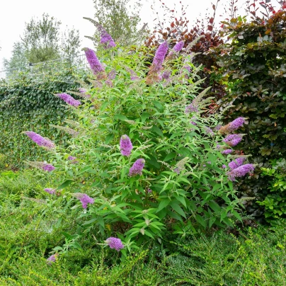 Komule Davidova směs - Buddleja davidi - semena - 20 ks