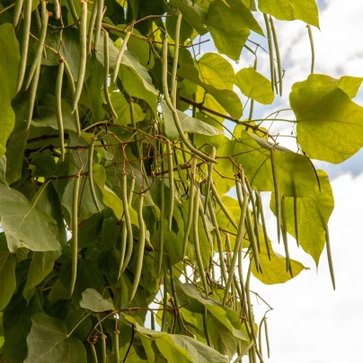 Semena katalpy – Katalpa severní – Catalpa speciosa