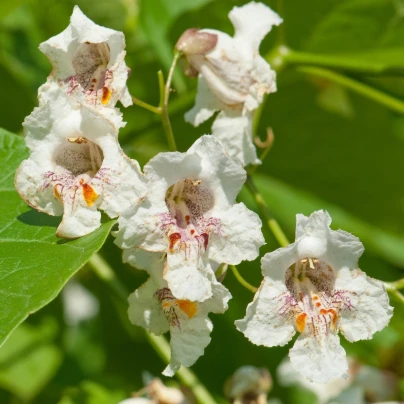 Katalpa severní - Catalpa speciosa - semena - 8 ks