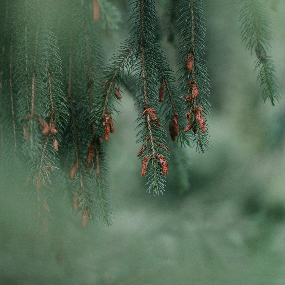 Smrk štětinatý - Picea asperata - semena - 8 ks