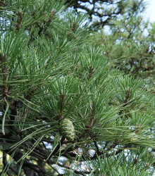 Borovice japonská černá - Pinus thunbergii - semena - 5 ks