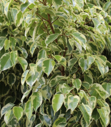 Fíkus Benjamín - Ficus Benjamina - semena - 4 ks