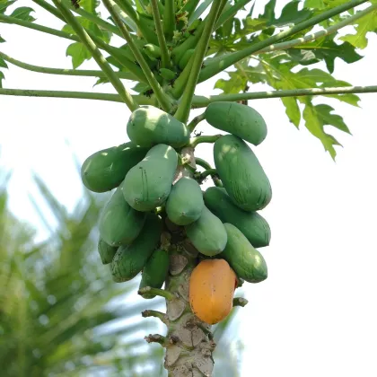 Papaya melounová - Carica papaya - semena - 4 ks
