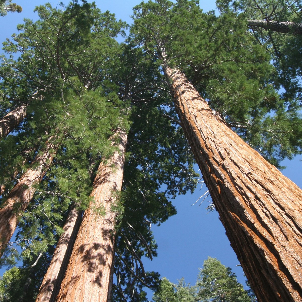 Sekvoj vždyzelená - Sequoia sempervirens - semena - 3 ks
