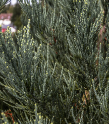 Sekvojovec obrovský - Sequoiadendron giganteum - semena - 5 ks
