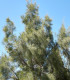 Tropický dub - Casuarina Cunninghamiana - semena - 5 ks