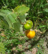 Solanum sessiliflorum - Solanum sessiliflorum - semena - 10 ks