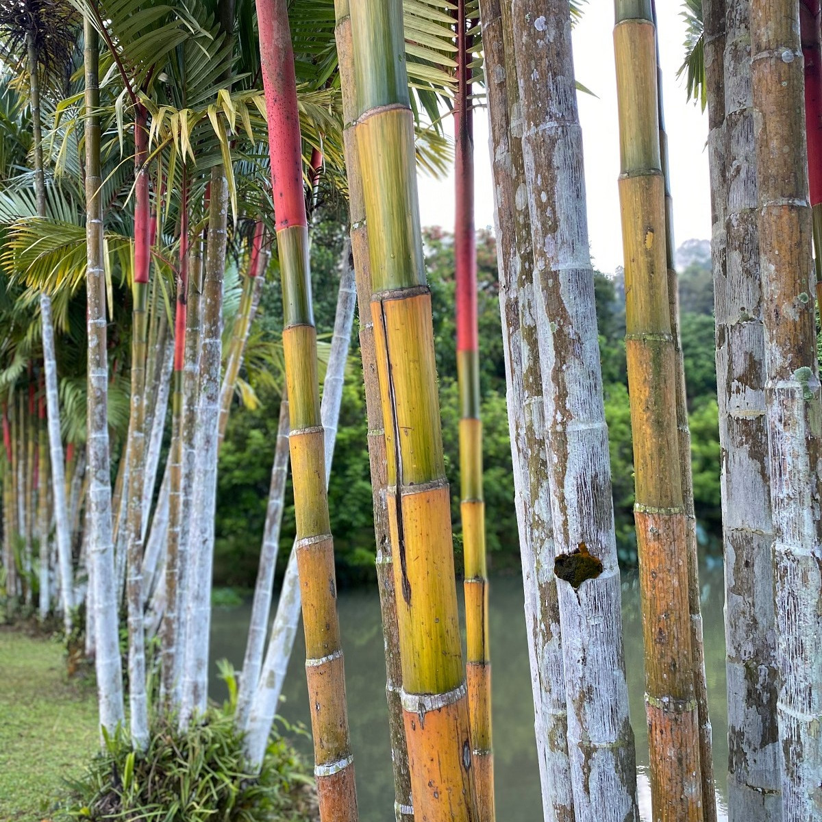 Král bambusů - Phyllostachys pubescens - semena - 3 ks