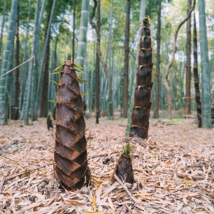 Král bambusů - Phyllostachys edulis - semena - 3 ks
