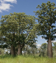 Australský baobab - Adansonia gregorii - semena - 3 ks
