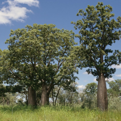 Australský baobab - Adansonia gregorii - semena - 3 ks