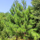 Borovice gerardiana - Pinus gerardiana - semena - 5 ks