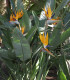 Strelície natalská - Strelitzia nicolai - semena - 2 ks
