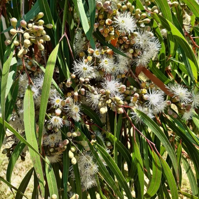 Eukalyptus citrónový - Blahovičník - Corymbia citriodora - Eucalyptus citriodora - semena - 5 ks