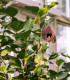 Podražec elegantní - Aristolochia - semena - 5 ks
