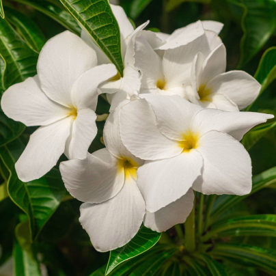Plumérie - Havajská květina - Plumeria - semena - 3 ks