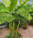 Banánovník Dwarf Cavendish - Musa Acuminata - semena - 5 ks