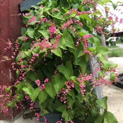 Antigonon mexický - Antigonon Leptopus - semena - 4 ks