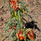 Africká bylina - Sutherlandia frutescens - semena - 4 ks