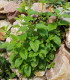 Meduňka - Melissa officinalis - semena - 0,4 g